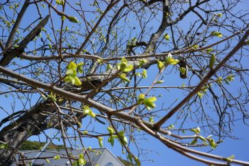 新芽が出始めた柿の木