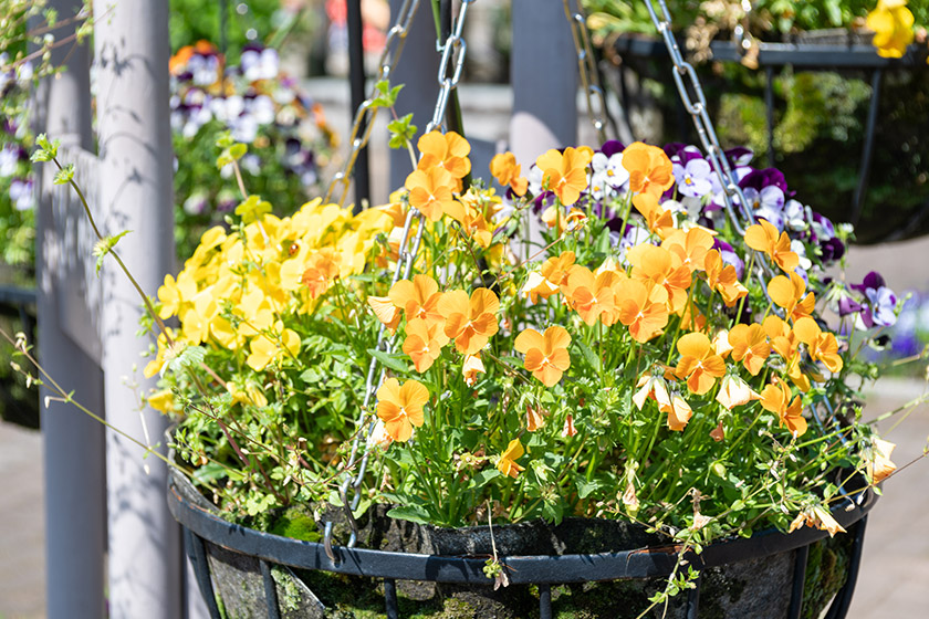 想い出の花が、やさしく揺れるとき